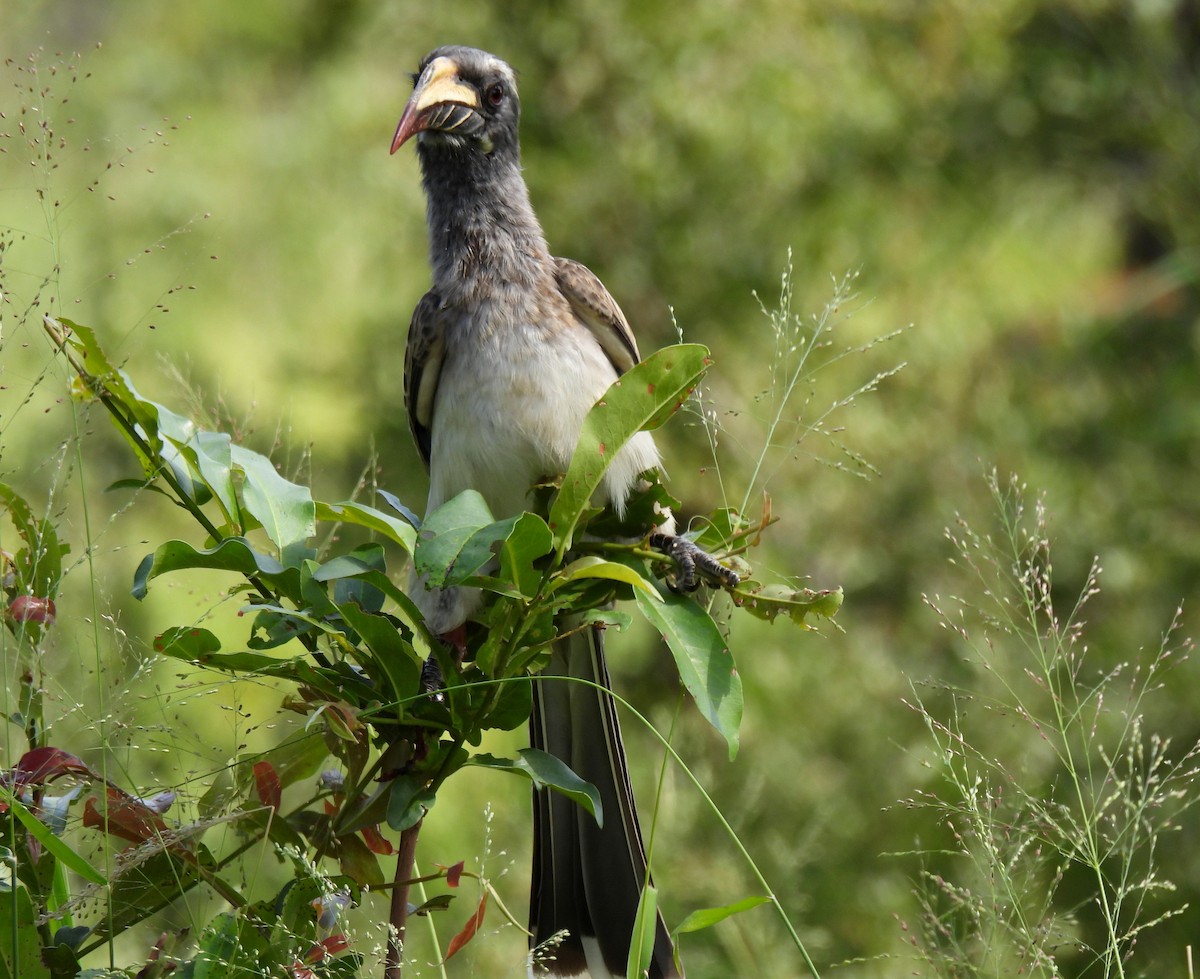 African Gray Hornbill - Hubert Söhner
