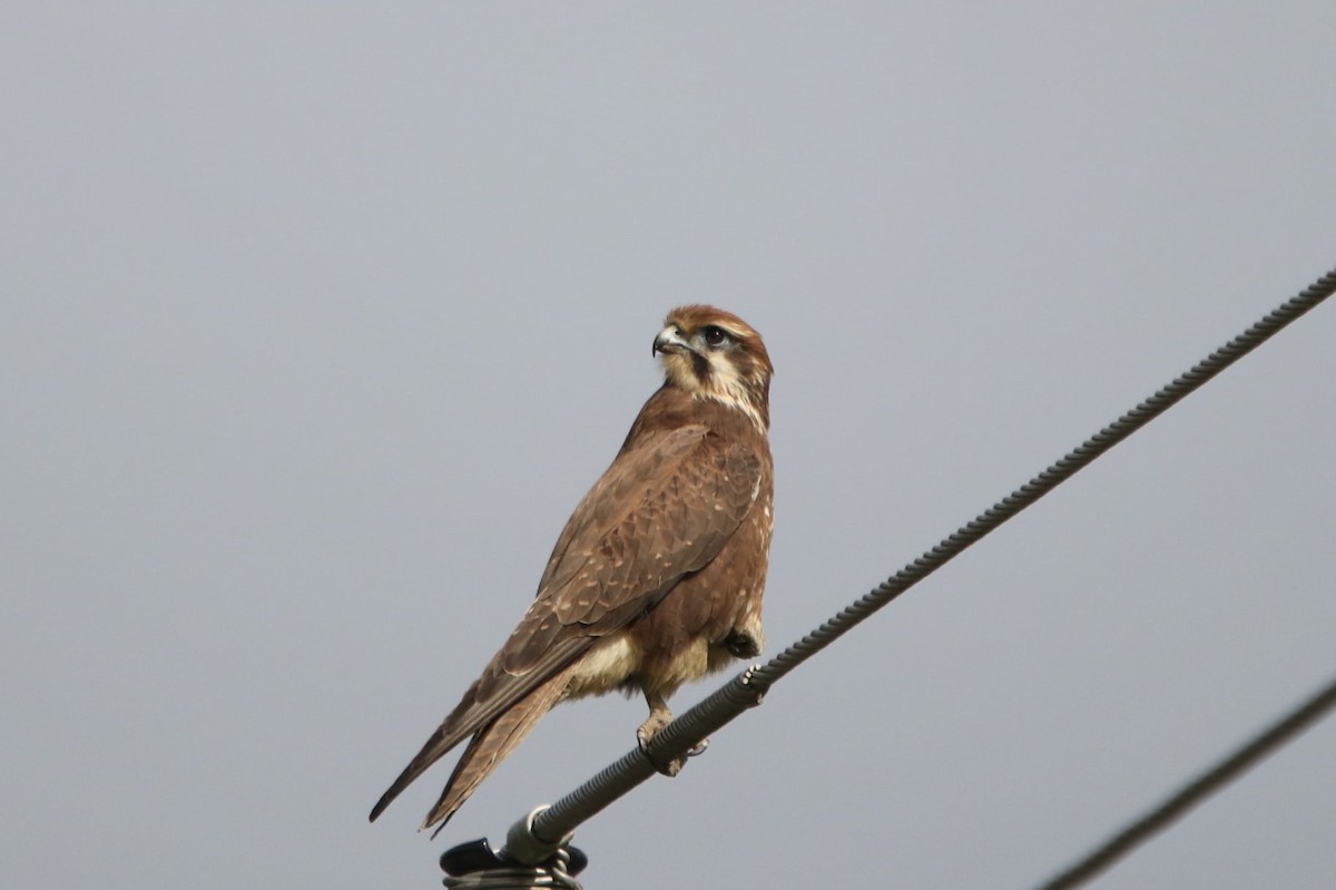 Brown Falcon - Vikki Pentecost