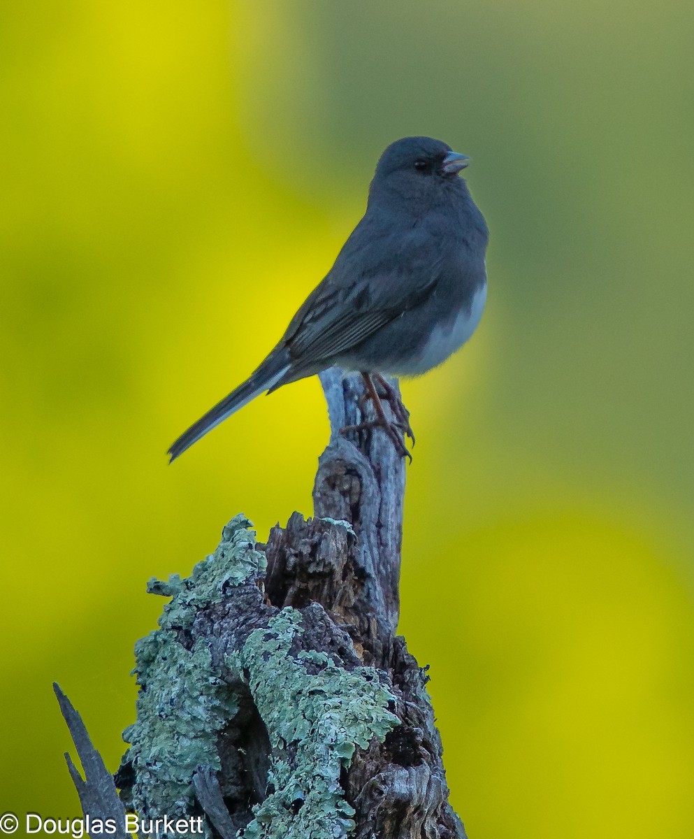 Dark-eyed Junco - Douglas Burkett