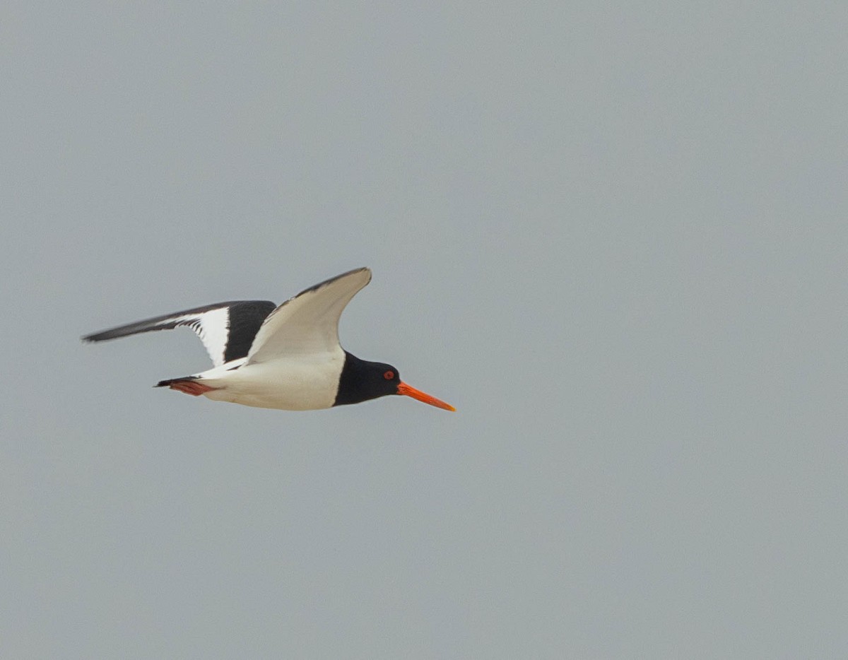 Eurasian Oystercatcher - Garret Skead