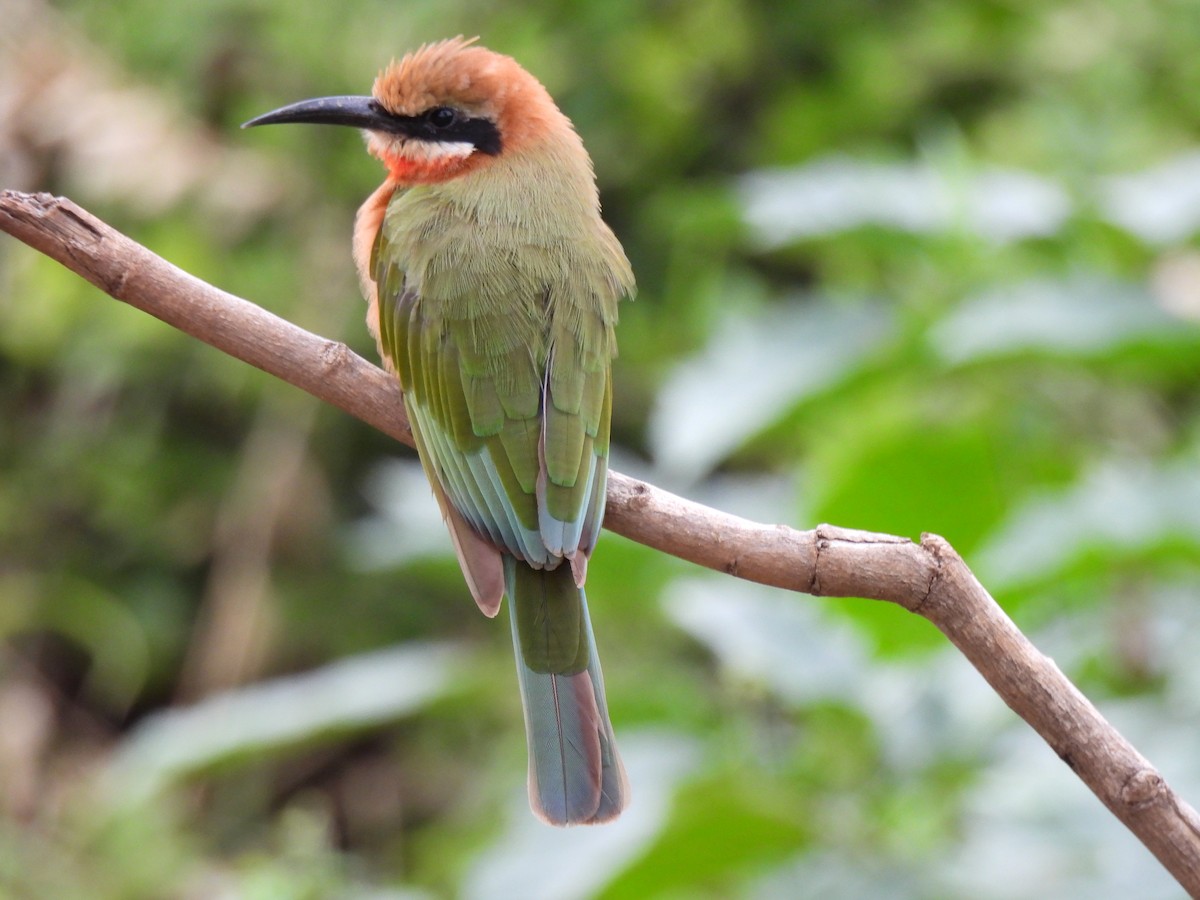 White-fronted Bee-eater - Hubert Söhner