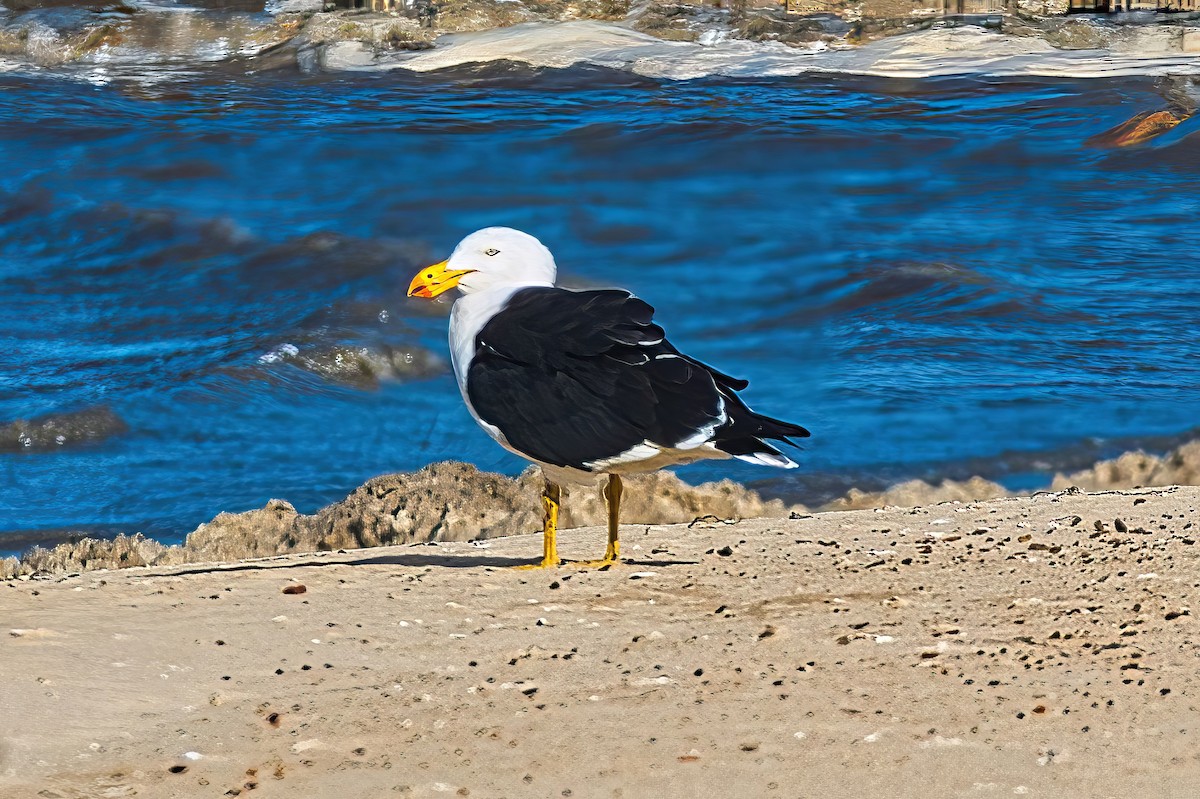 Pacific Gull - Alfons  Lawen