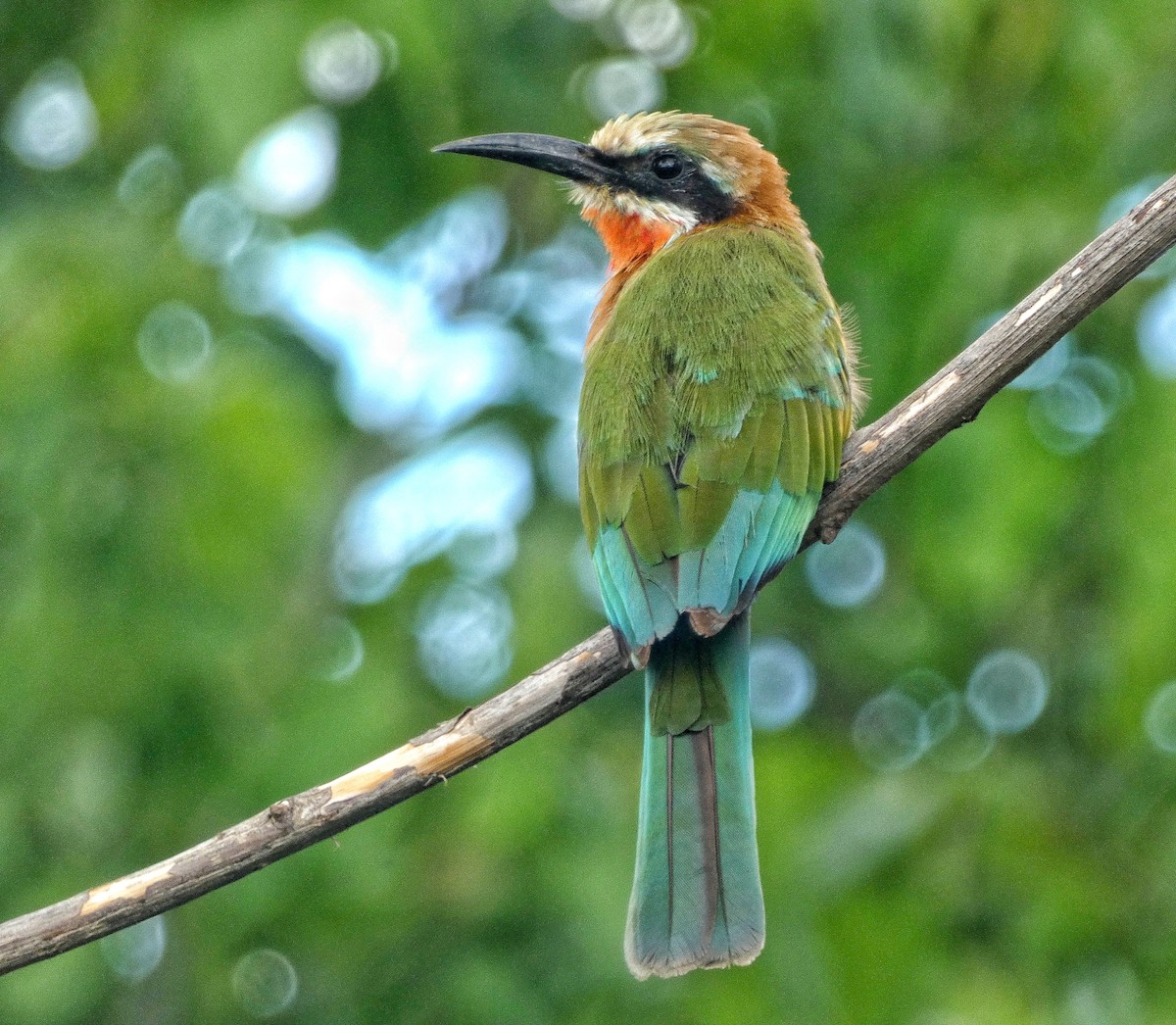 White-fronted Bee-eater - Hubert Söhner