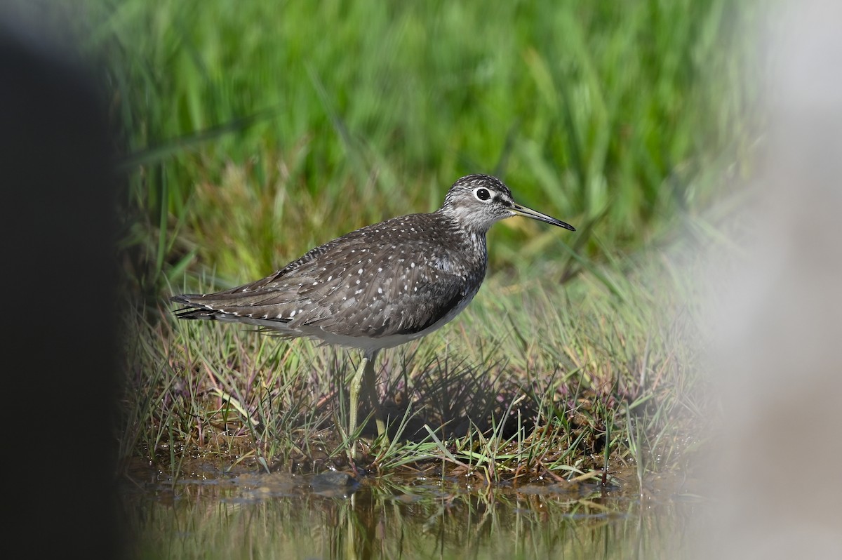 Solitary Sandpiper (solitaria) - ML618880220