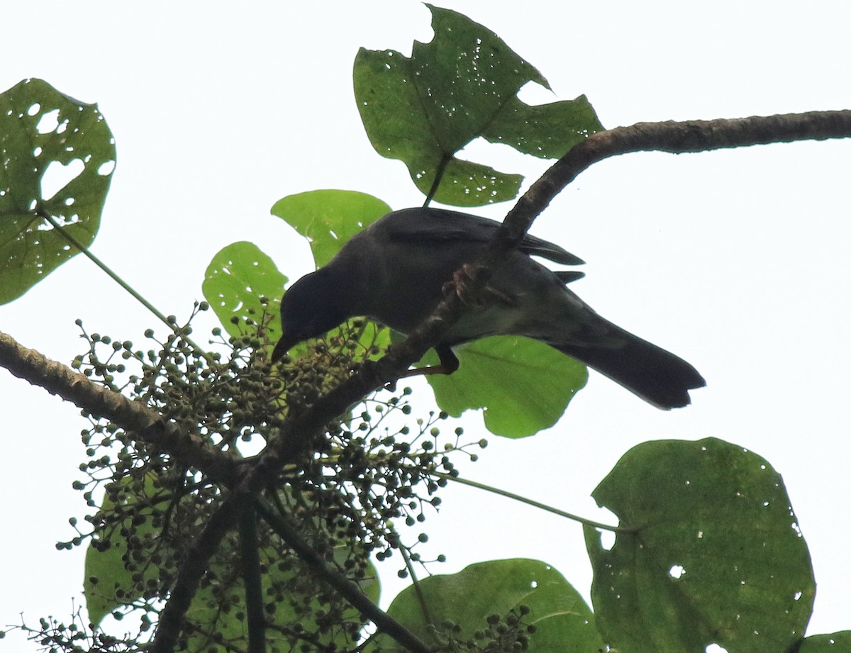 Indian Blackbird - ML618880223