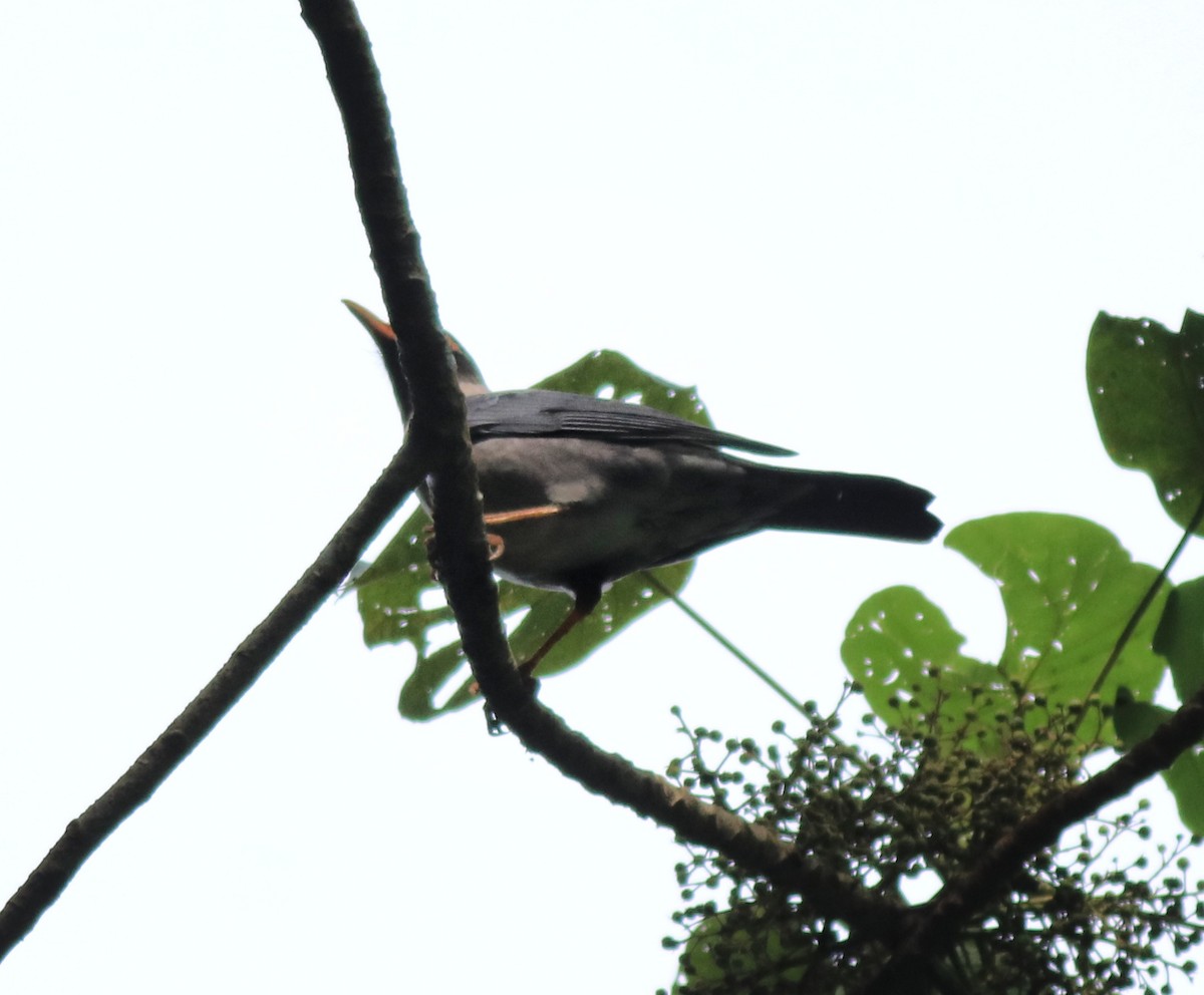 Indian Blackbird - ML618880224