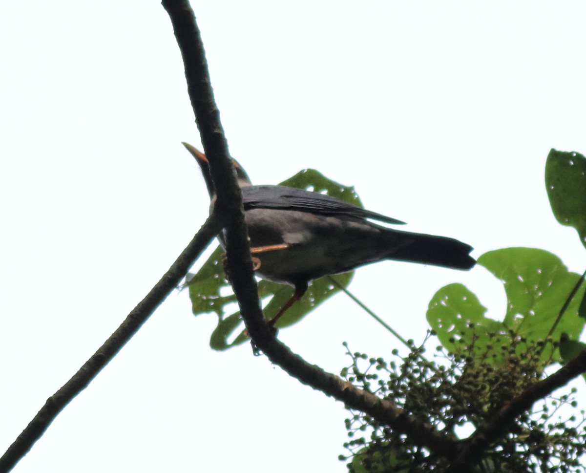 Indian Blackbird - ML618880225