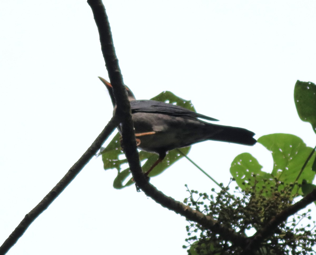 Indian Blackbird - Afsar Nayakkan