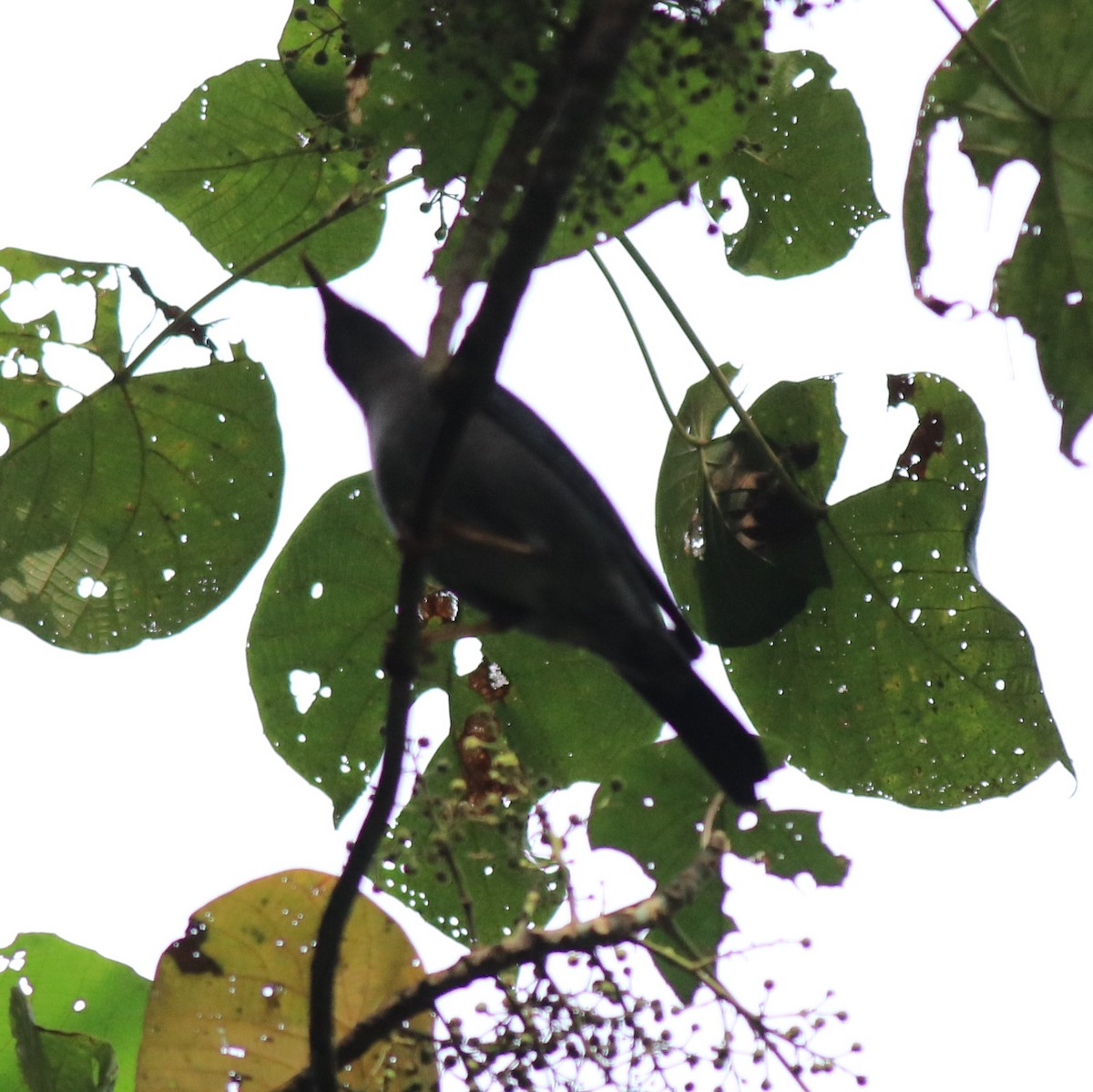 Indian Blackbird - Afsar Nayakkan