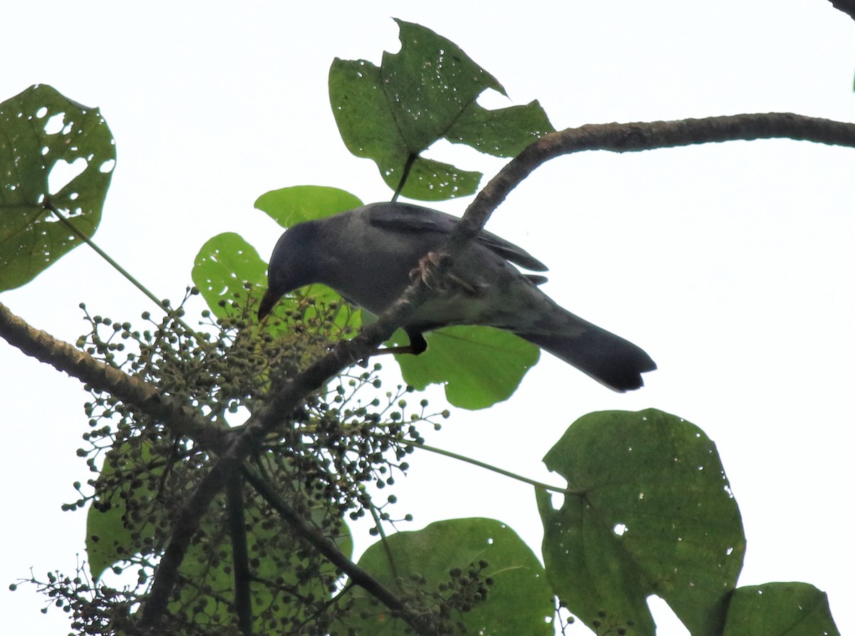 Indian Blackbird - ML618880227
