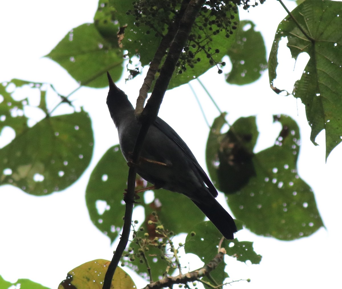 Indian Blackbird - Afsar Nayakkan