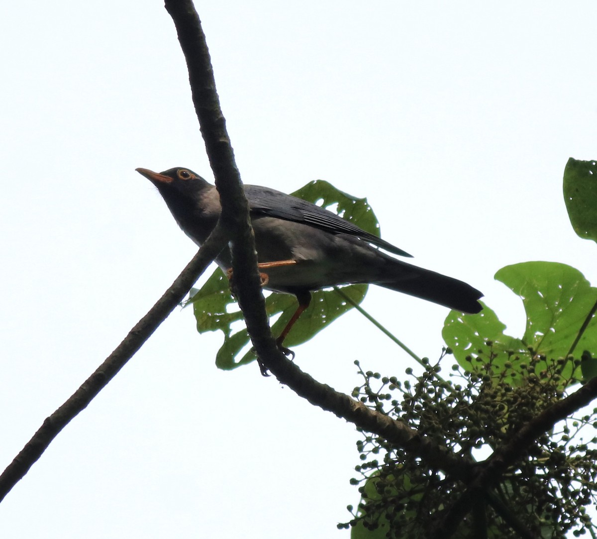 Indian Blackbird - ML618880230