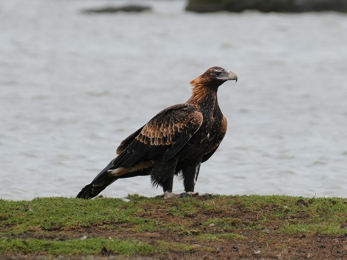 Wedge-tailed Eagle - Yingchen Nie