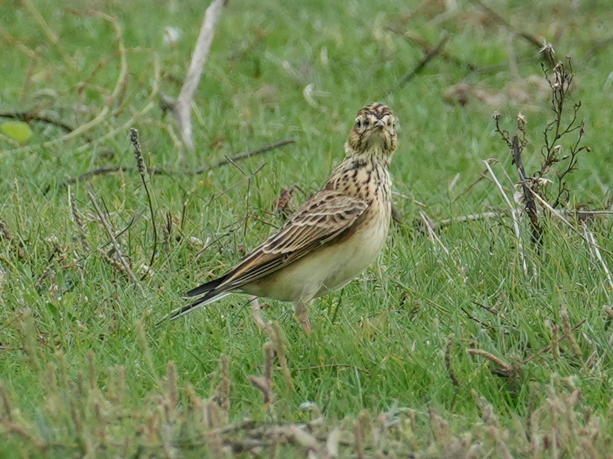 Eurasian Skylark - Yingchen Nie