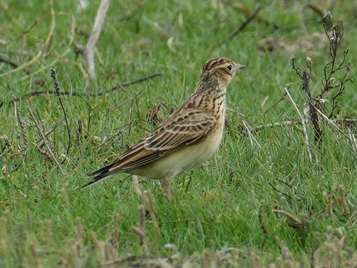 Eurasian Skylark - Yingchen Nie