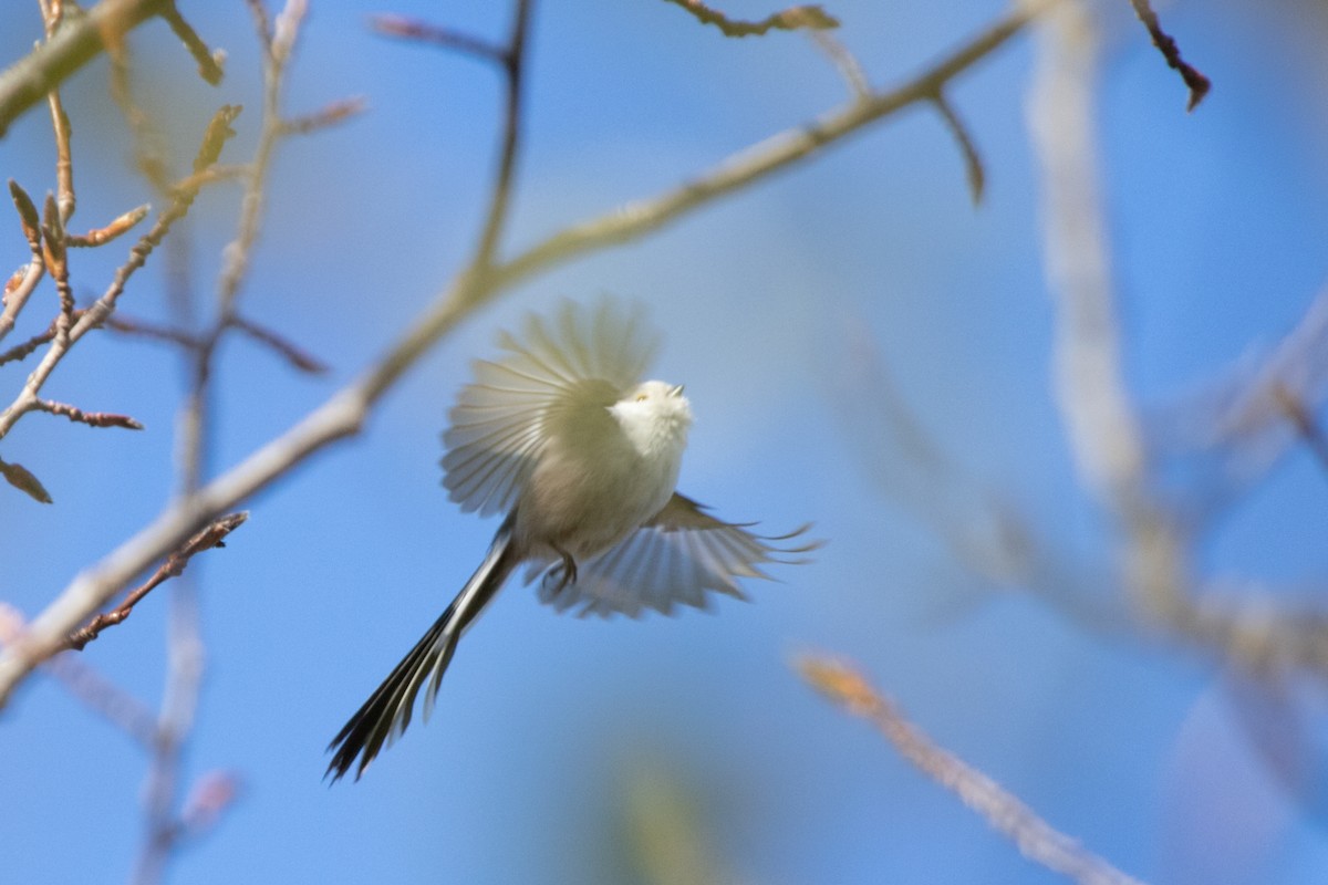 Long-tailed Tit - Marina Koroleva