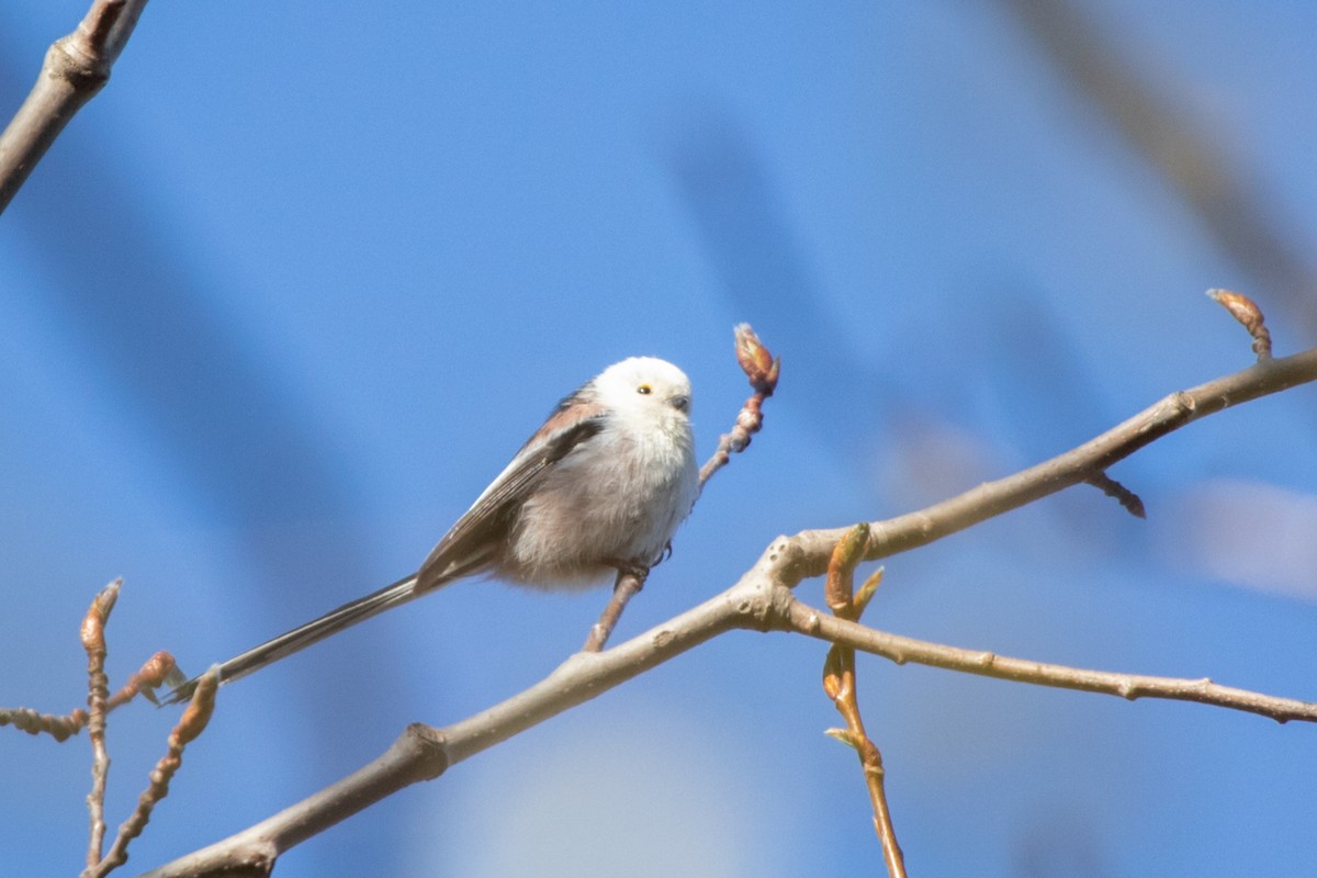 Long-tailed Tit - Marina Koroleva