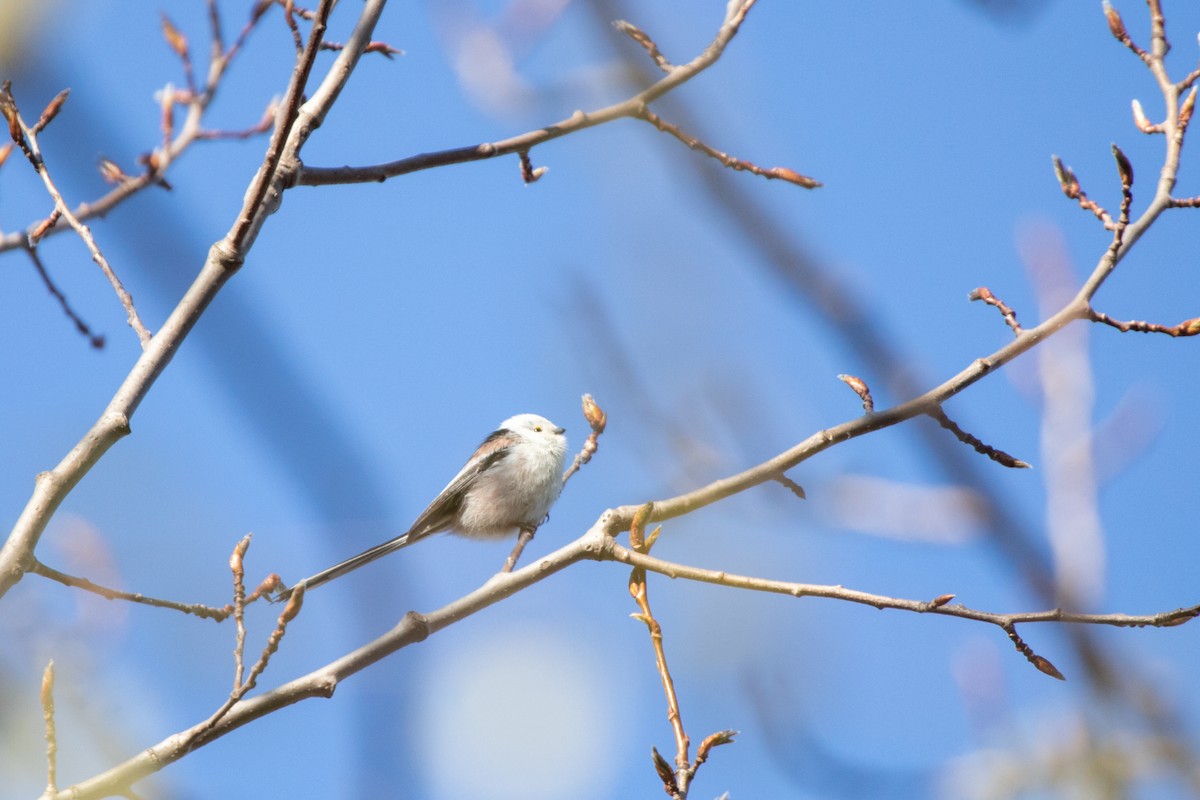 Long-tailed Tit - Marina Koroleva