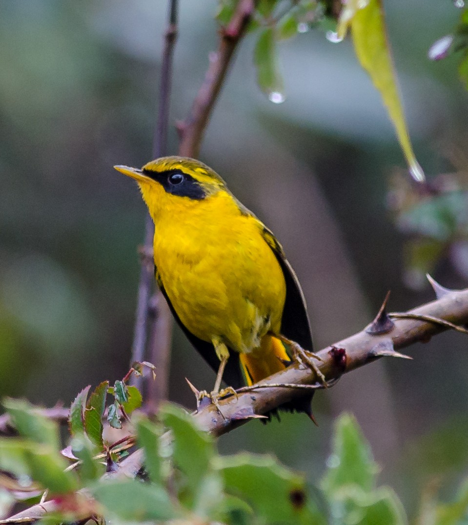 Golden Bush-Robin - Subharanjan Sen