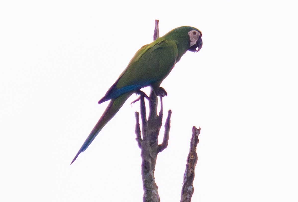 Chestnut-fronted Macaw - ML618880263