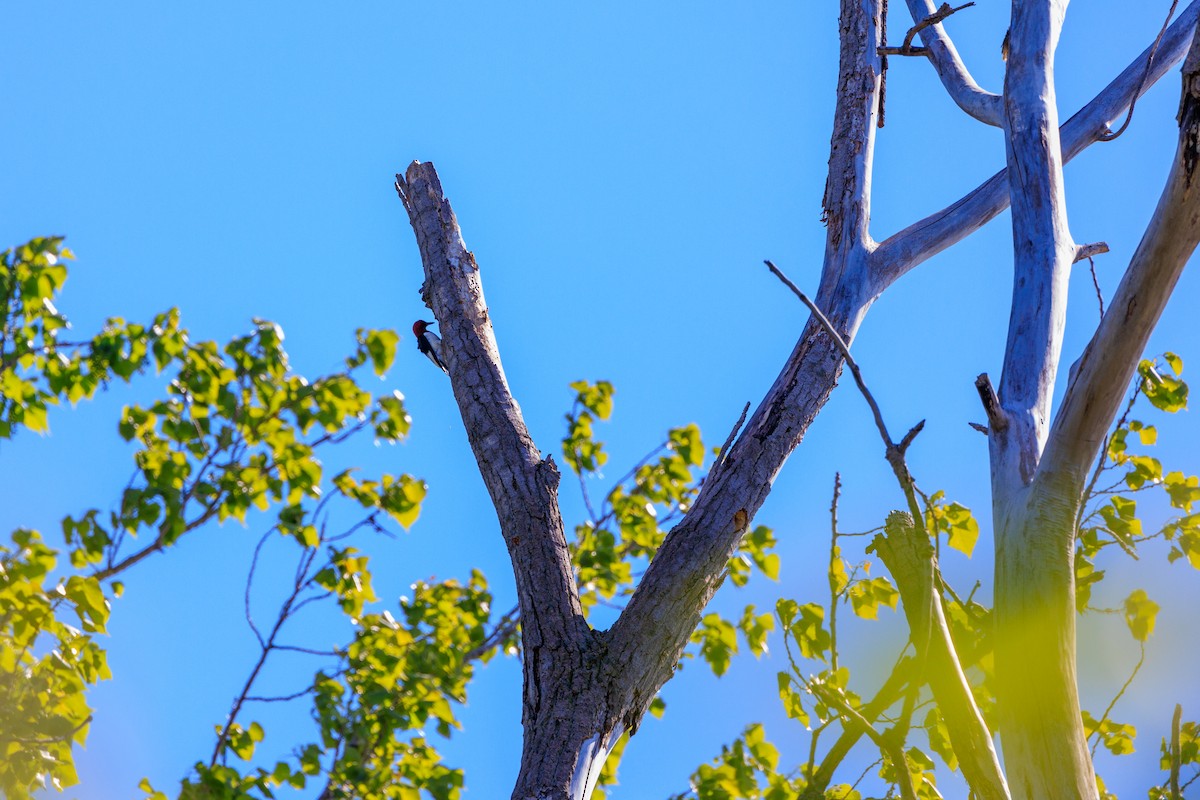 Red-headed Woodpecker - Robert Lawshe