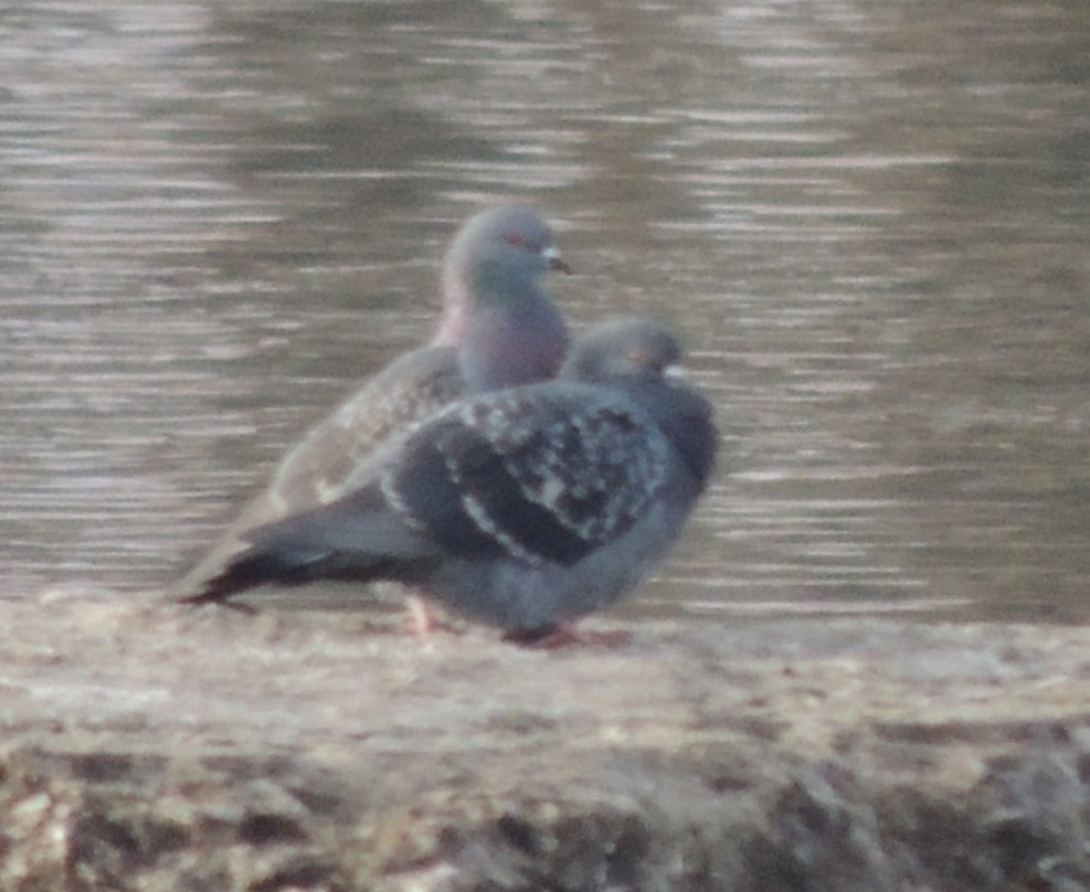 Rock Pigeon (Feral Pigeon) - ML618880272