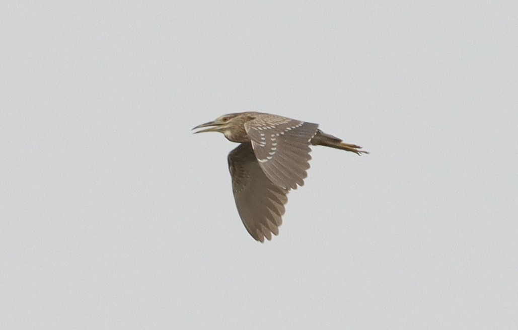 Black-crowned Night Heron - ML618880273