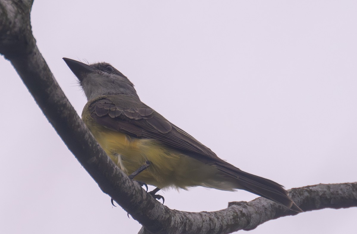 Tropical Kingbird - Gerhard Josef Bauer