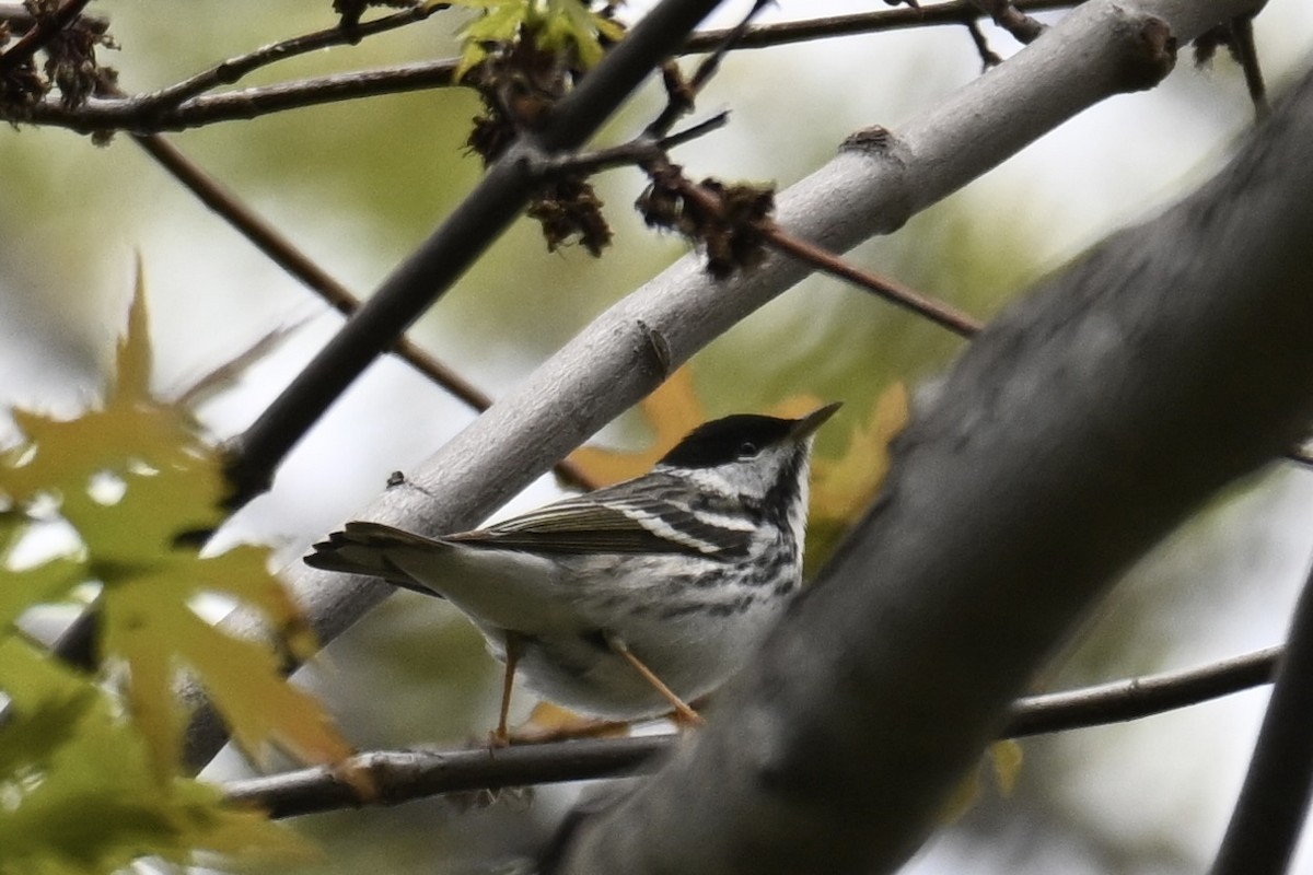 Blackpoll Warbler - Michele Carnerie