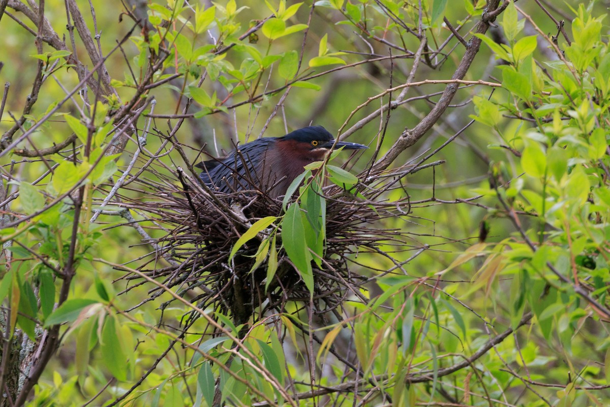 Green Heron - Robert Lawshe