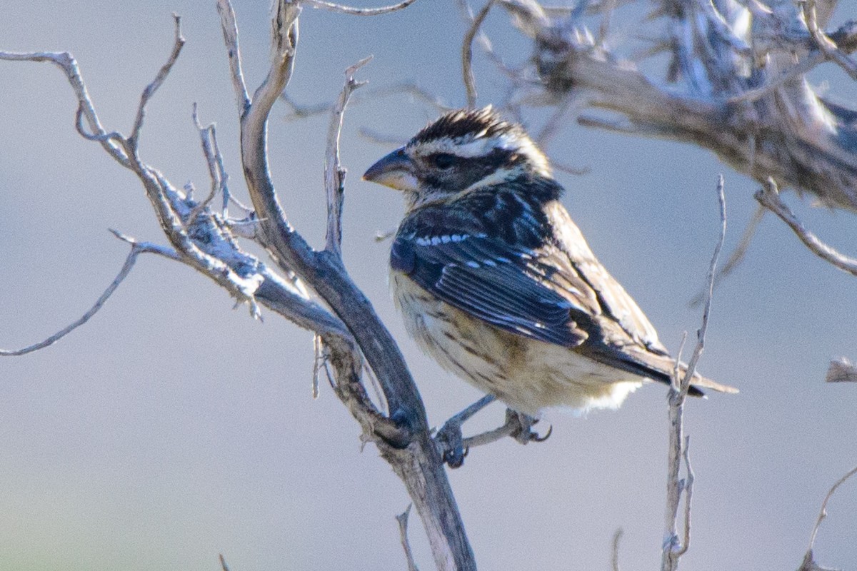 Black-headed Grosbeak - ML618880287