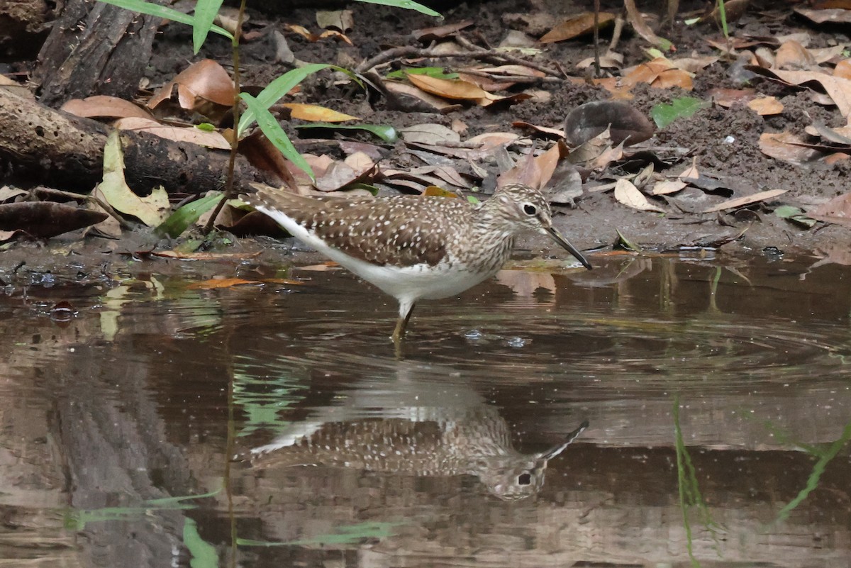 Solitary Sandpiper - Vern Bothwell