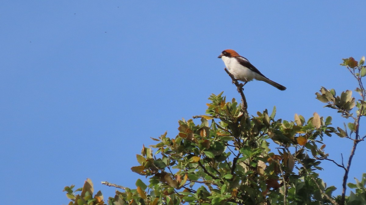 Woodchat Shrike - ML618880310