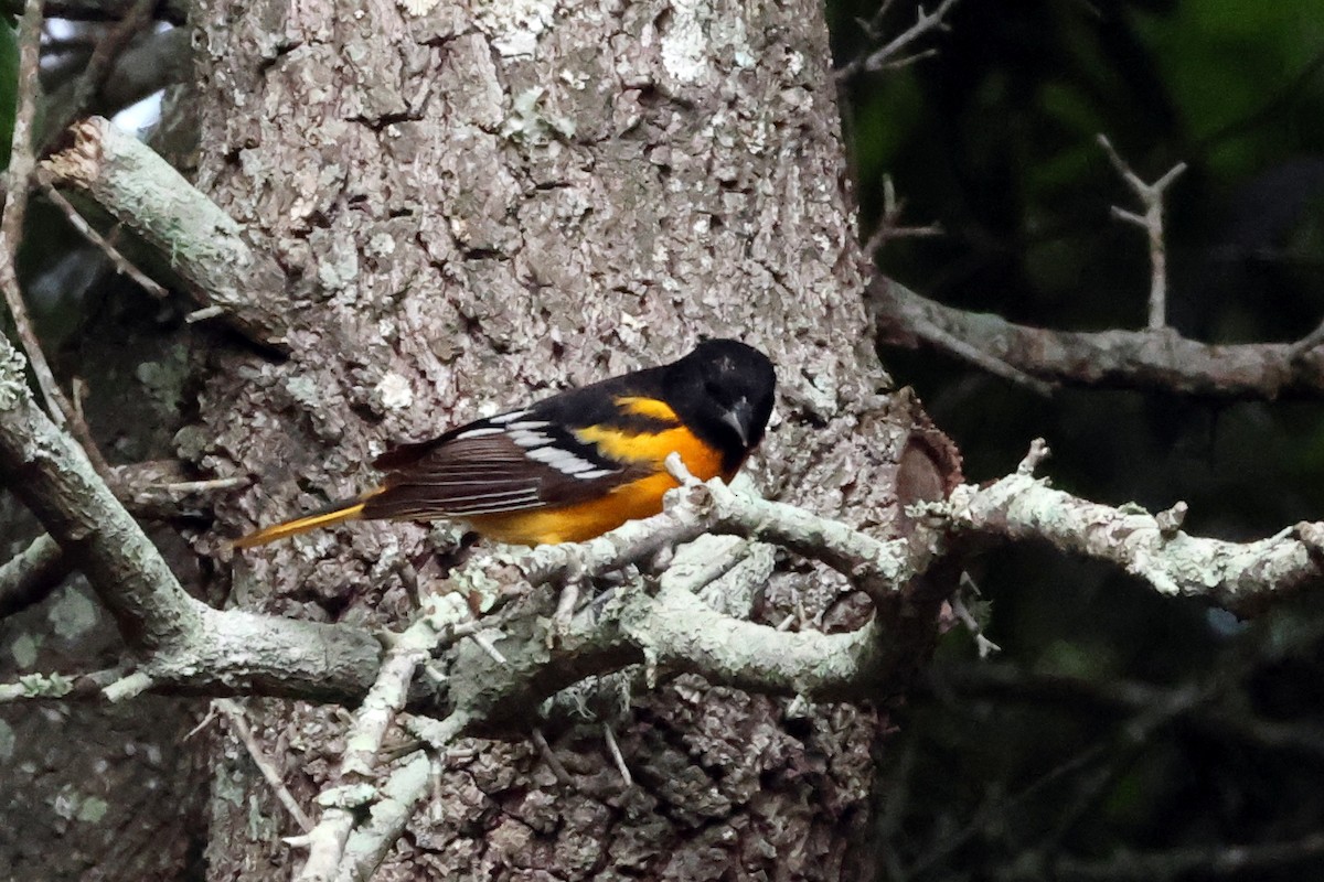 Baltimore Oriole - Vern Bothwell