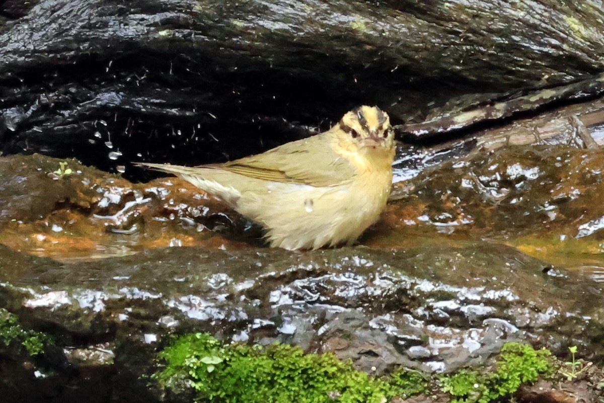 Worm-eating Warbler - Vern Bothwell