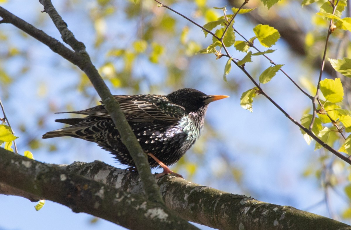 European Starling - Marina Koroleva