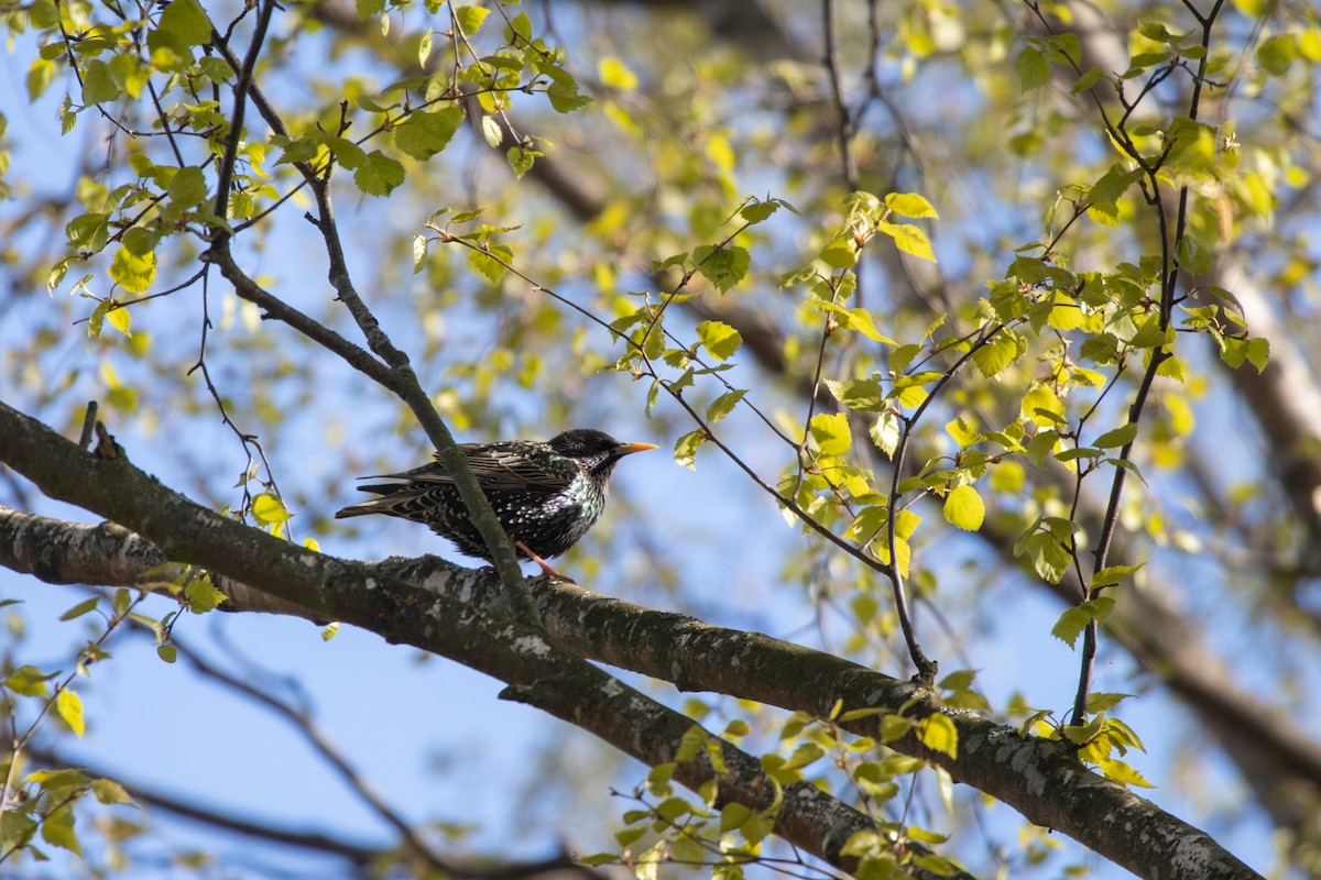 European Starling - Marina Koroleva