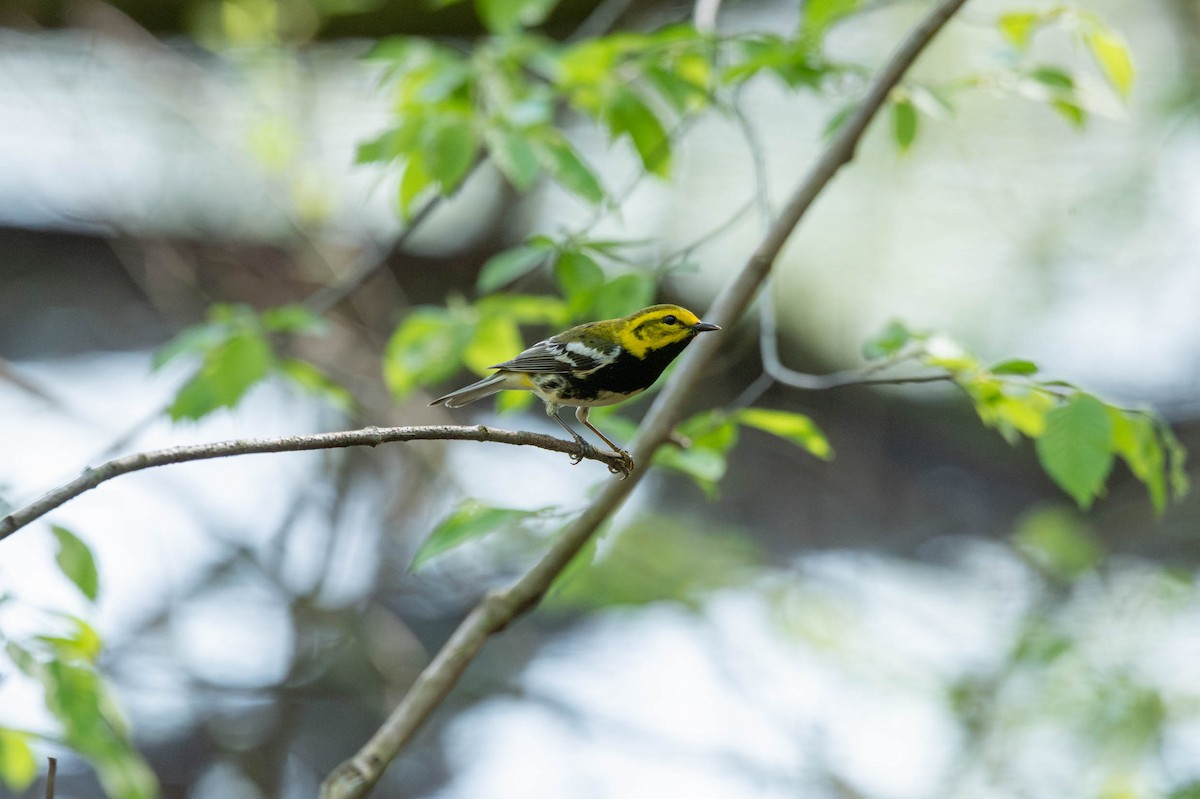 Black-throated Green Warbler - David Ferris