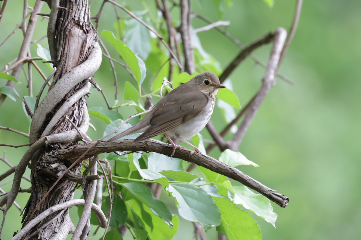 Swainson's Thrush - Bert Harris