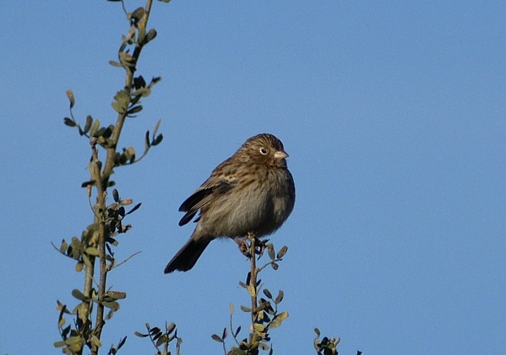 Carbonated Sierra Finch - ML618880371