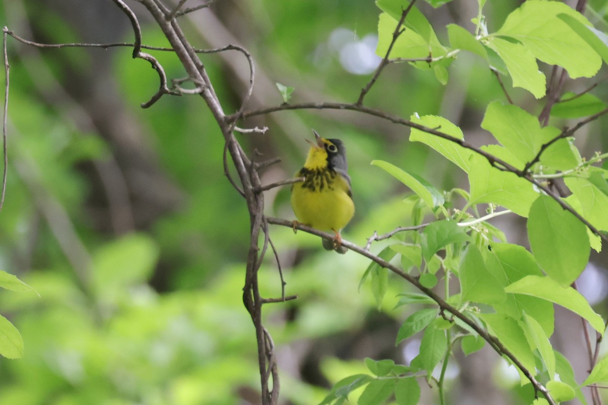 Canada Warbler - Bert Harris