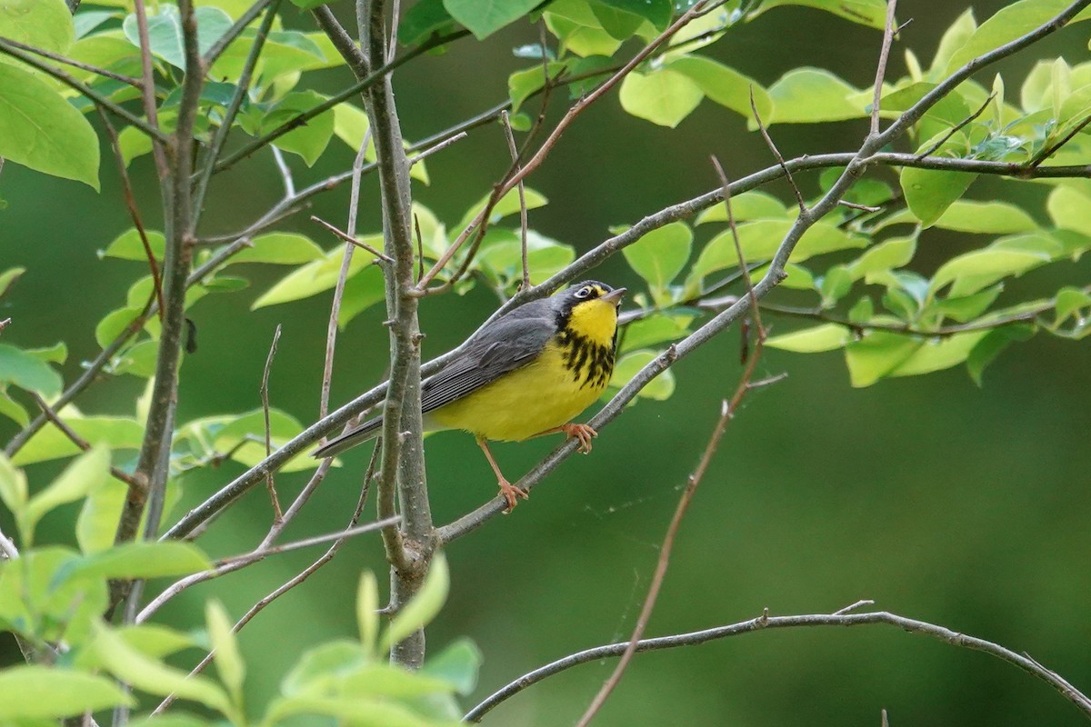 Canada Warbler - Bert Harris