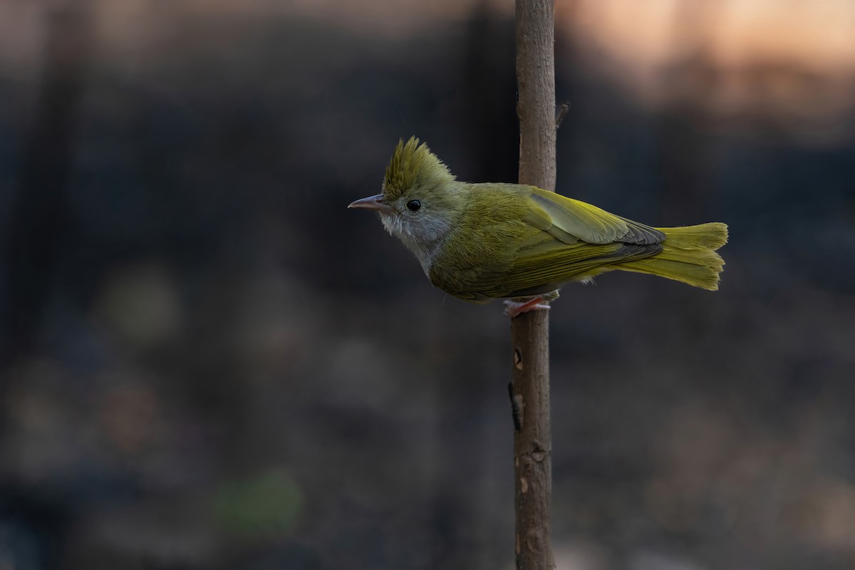 Yuhina Ventriblanca - ML618880388