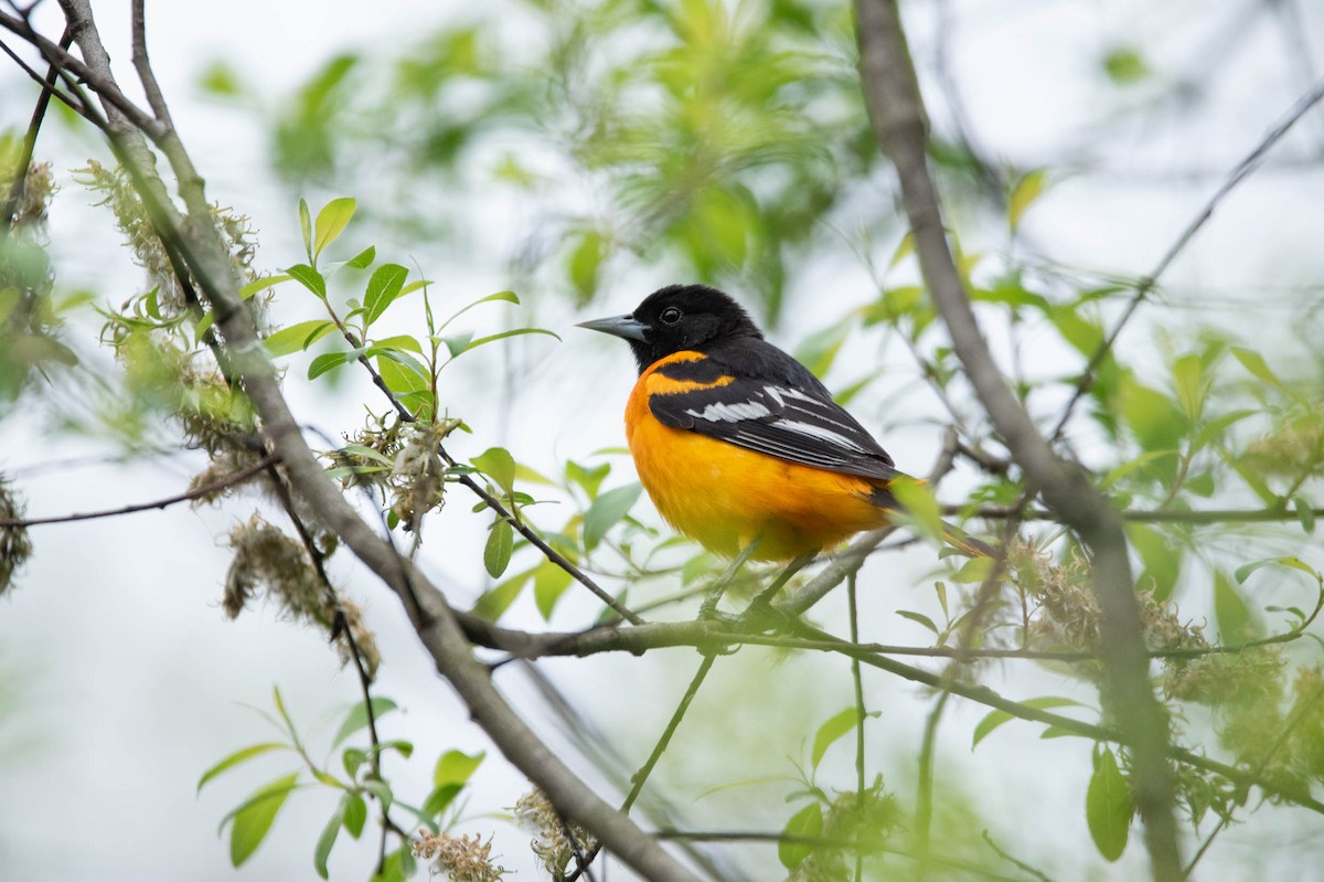 Baltimore Oriole - David Ferris