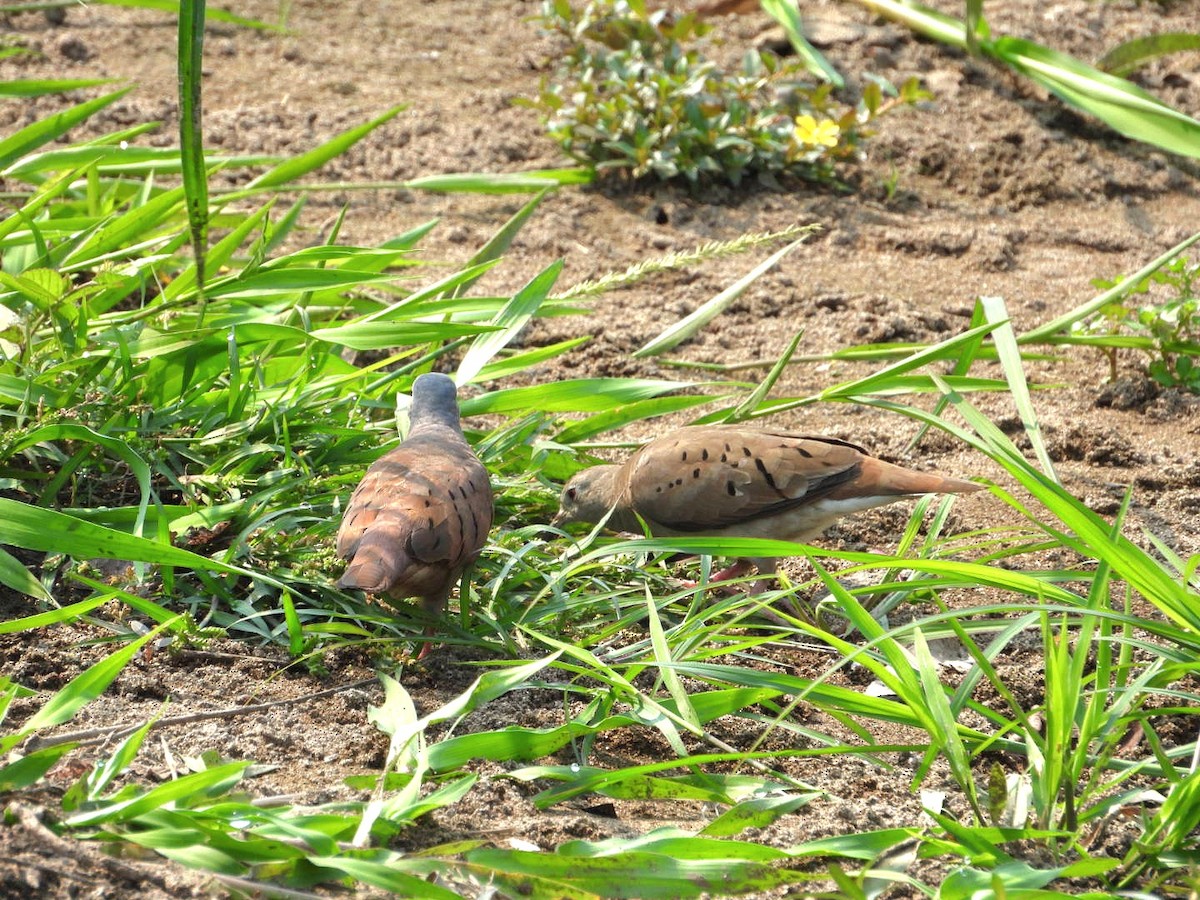 Ruddy Ground Dove - Bany Alvarenga