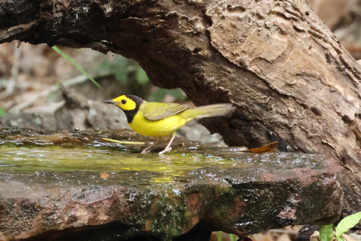 Hooded Warbler - Vern Bothwell