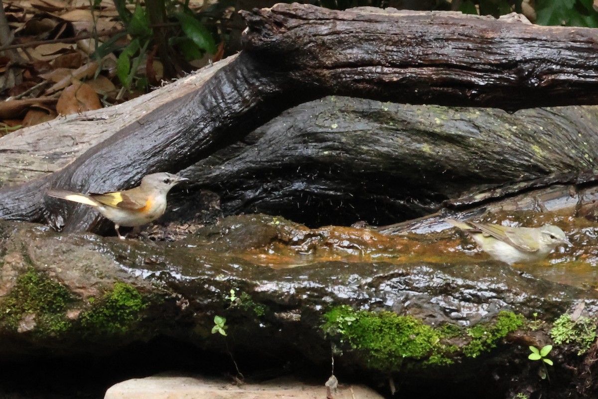 American Redstart - Vern Bothwell