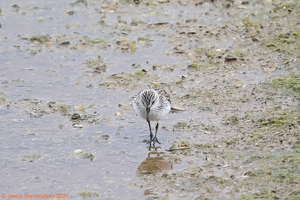 Semipalmated Sandpiper - Jesús Menéndez