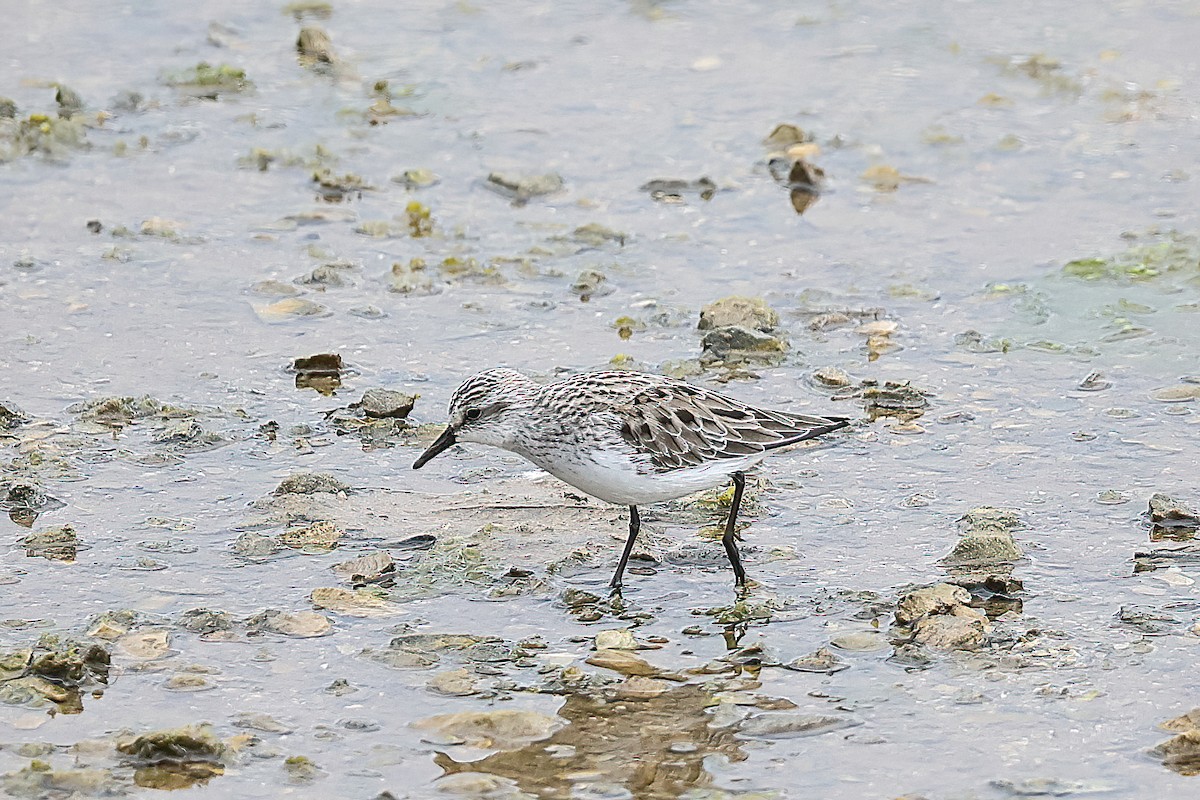 Semipalmated Sandpiper - Jesús Menéndez