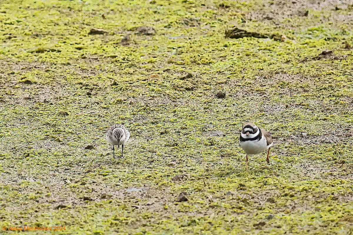 Semipalmated Sandpiper - ML618880437